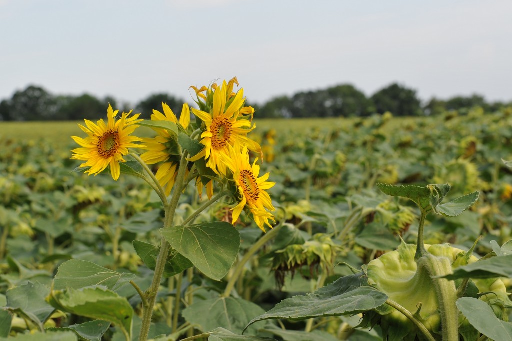 Campingplatz Finsterhof - Sommer am Finsterhof: Die meisten Sonnenblumen sind schon abgeblüht, nur vereinzelt kommen noch prächtige Blütenstände zum Vorschein