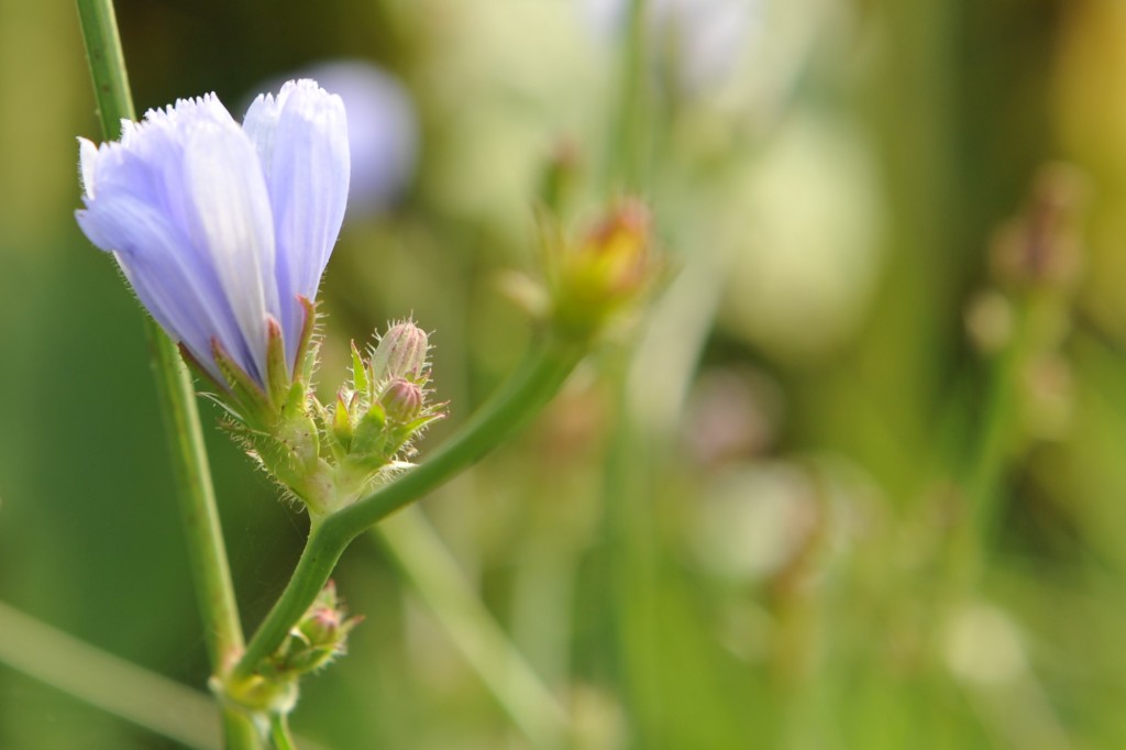 Campingplatz Finsterhof - Sommer am Finsterhof: Kornblumen am Wegrand